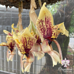 Orquidário Americana - Espécies e orquídeas especiais
